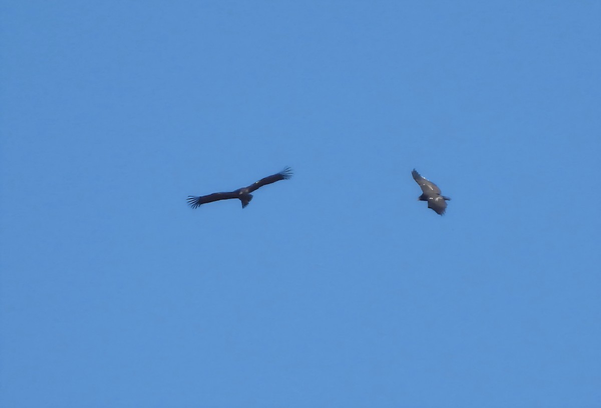 California Condor - ML646258794