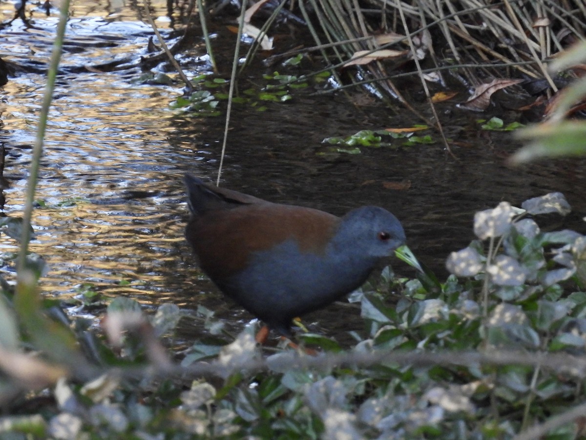 Black-tailed Crake - ML646258804