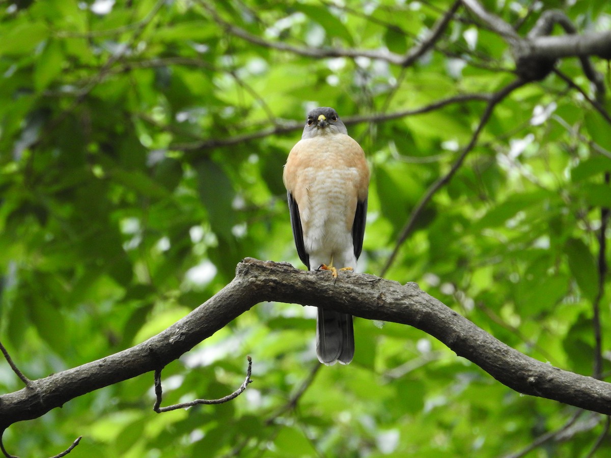 Japanese Sparrowhawk - ML646258805