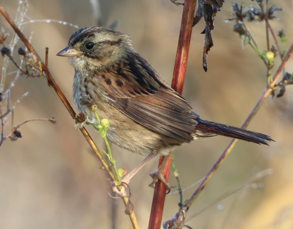 Bruant des marais - ML646258806
