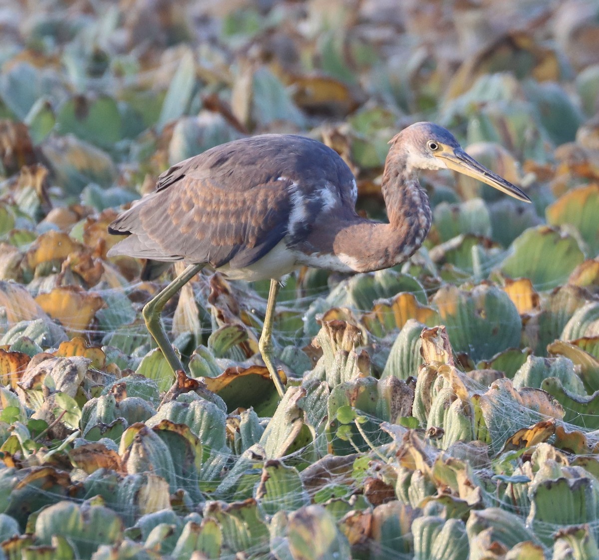 Aigrette tricolore - ML646258813