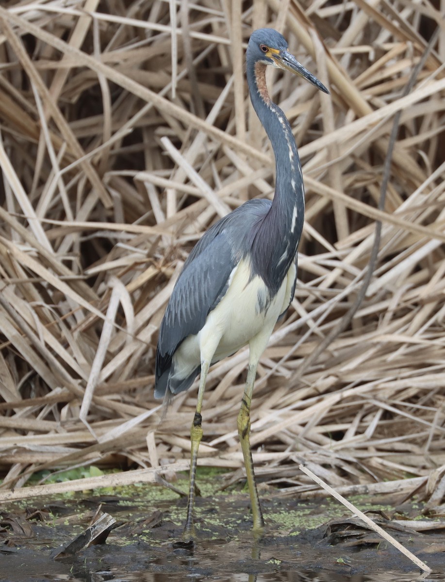 Aigrette tricolore - ML646258814