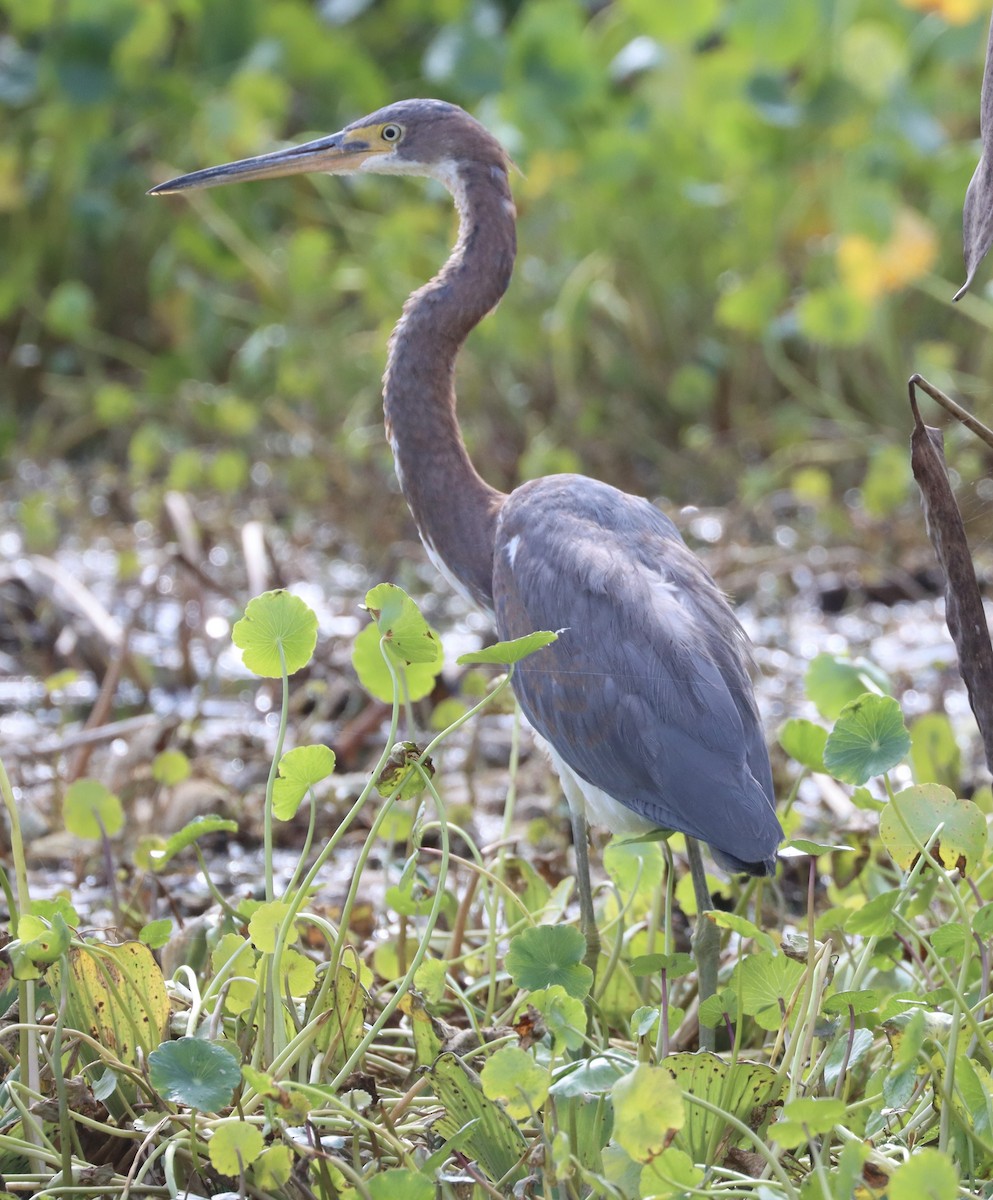 Aigrette tricolore - ML646258815