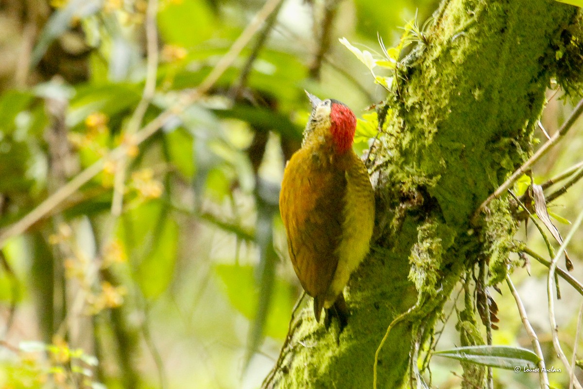 Golden-olive Woodpecker - ML646258816