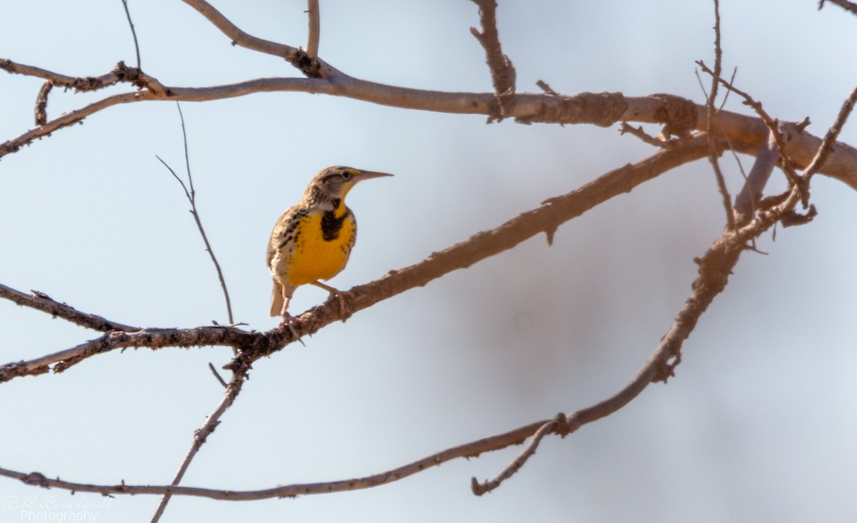 Western Meadowlark - ML646258822