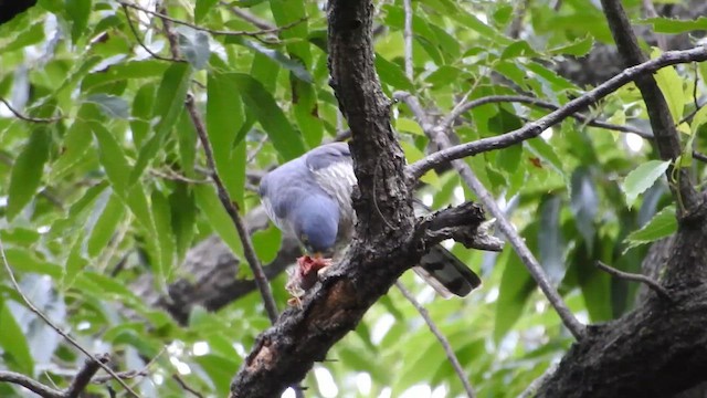 Japanese Sparrowhawk - ML646258823