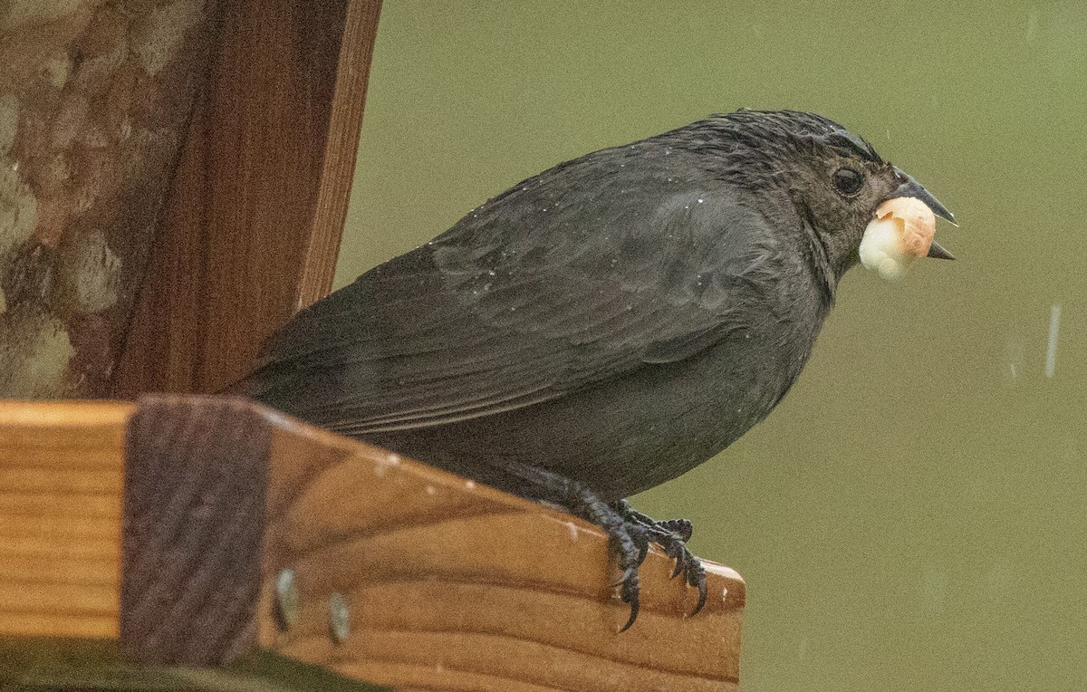 Braunkopf-Kuhstärling - ML646258825