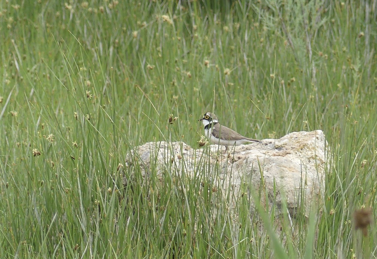 Little Ringed Plover - ML646258826