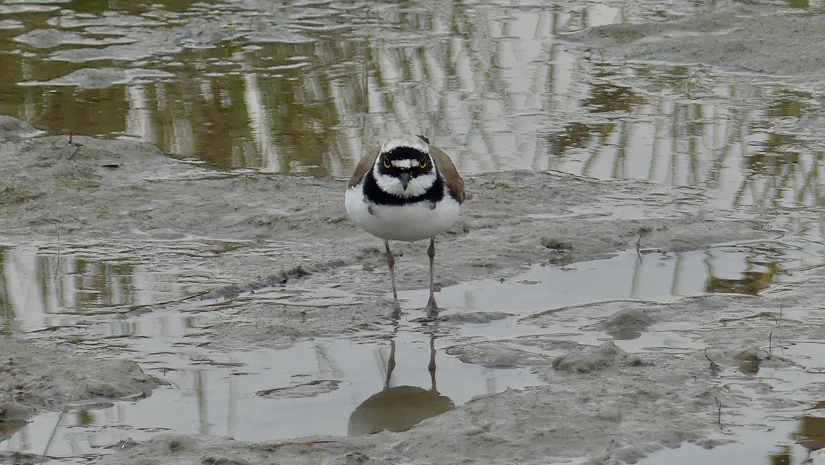 Little Ringed Plover - ML646258827