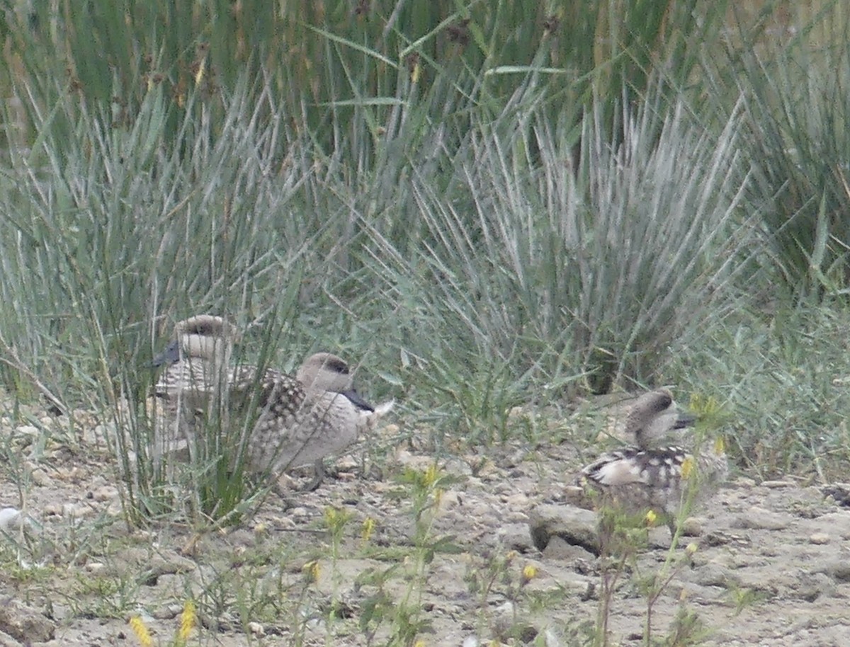 Marbled Duck - ML646258828