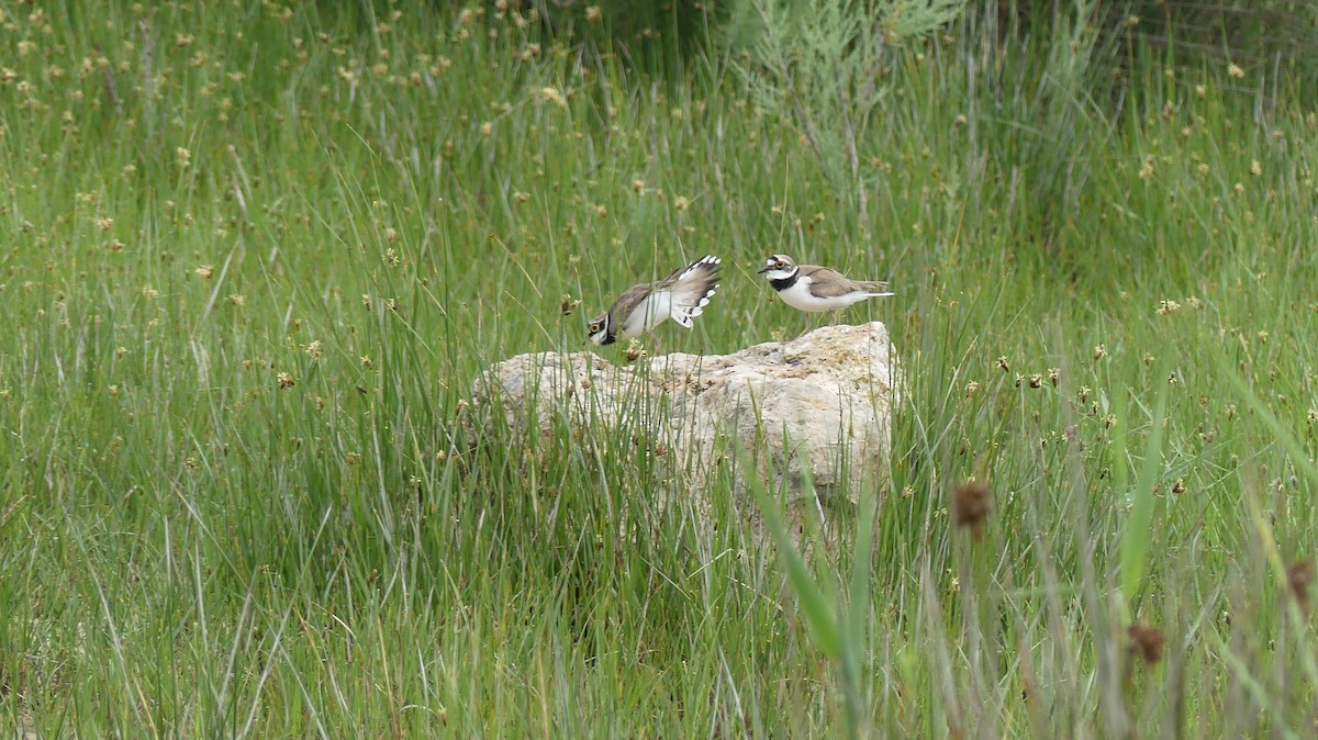 Little Ringed Plover - ML646258829