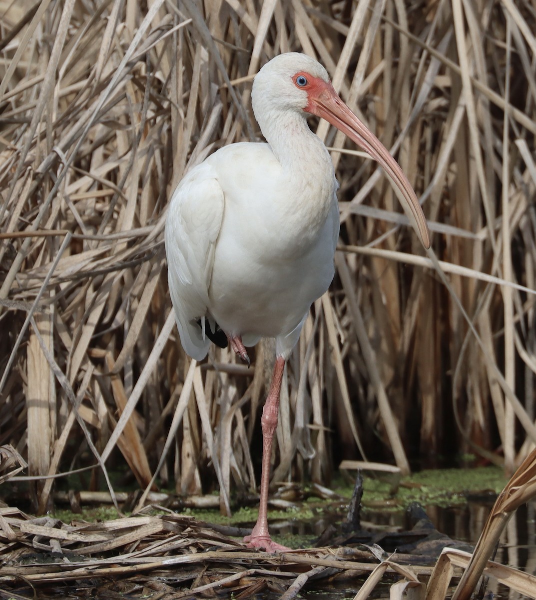 Ibis blanc - ML646258831