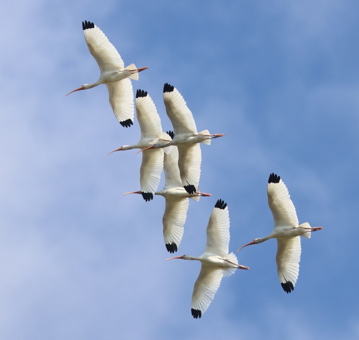 Ibis blanc - ML646258832