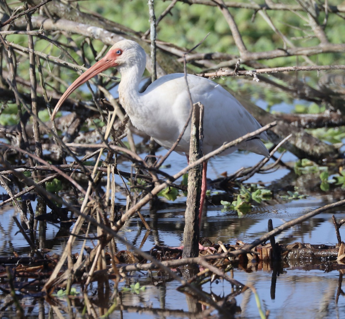 Ibis blanc - ML646258833