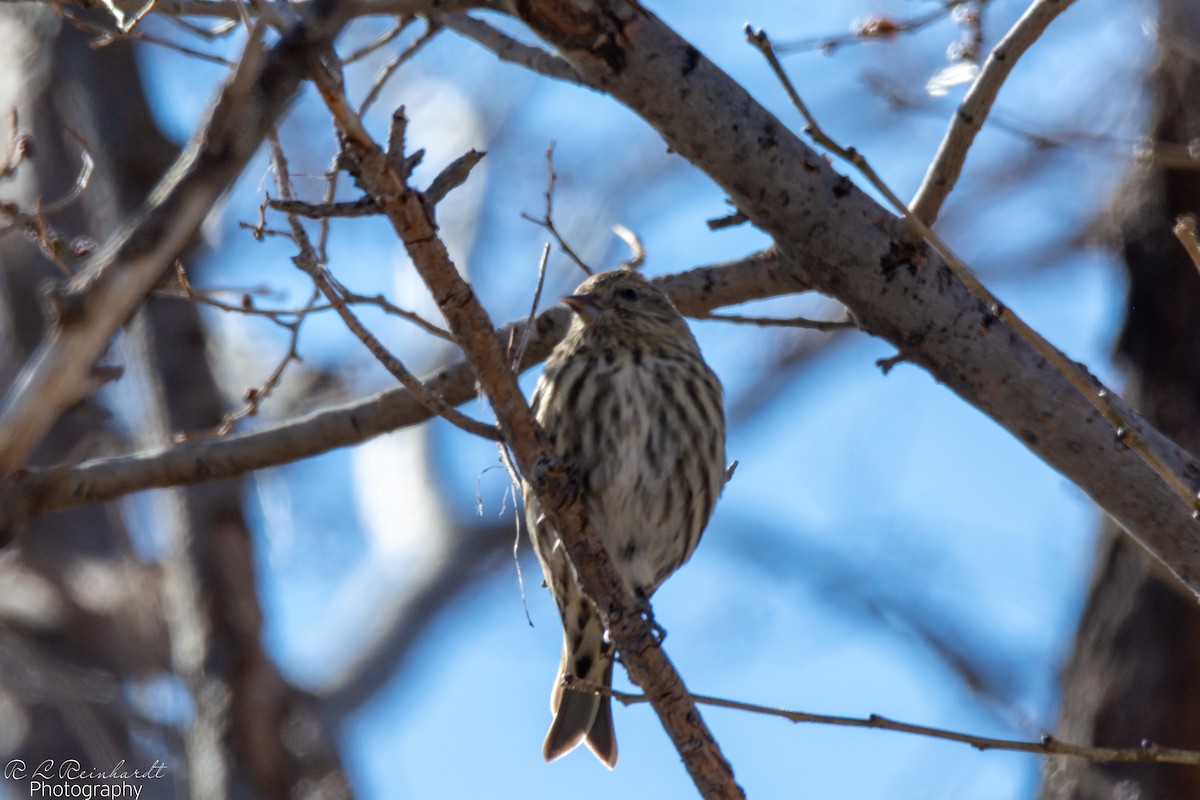 Pine Siskin - ML646258837