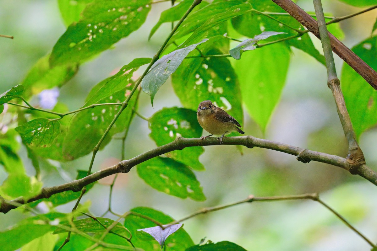 Platyrhynque à moustaches - ML646258843