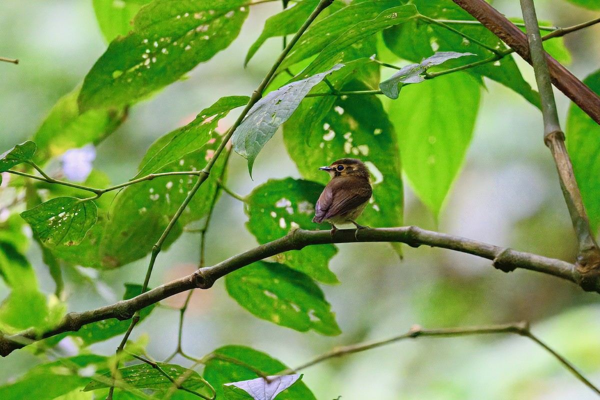 Platyrhynque à moustaches - ML646258844