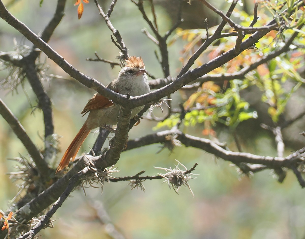 Bolivian Spinetail - ML646258846