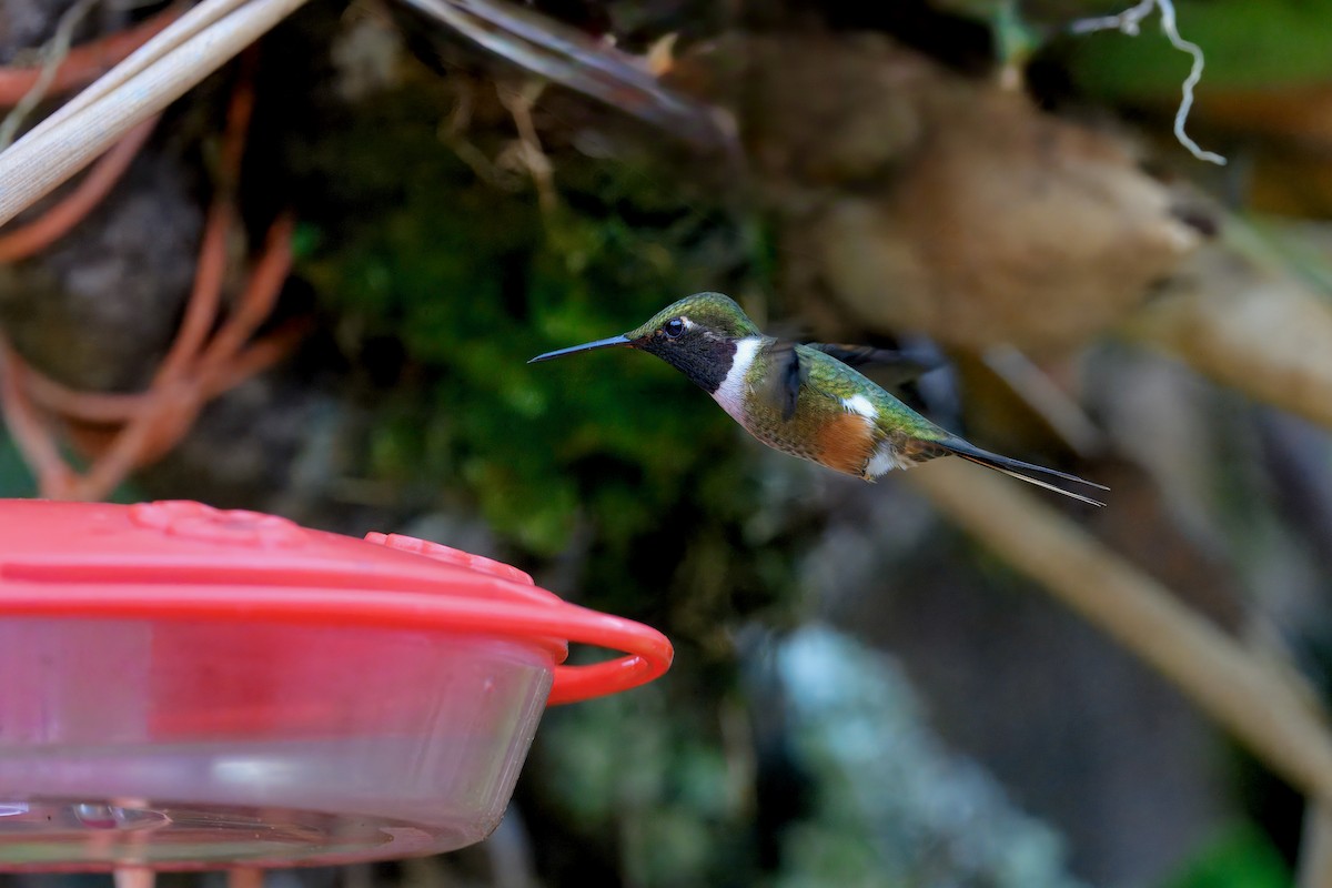 Magenta-throated Woodstar - ML646258847