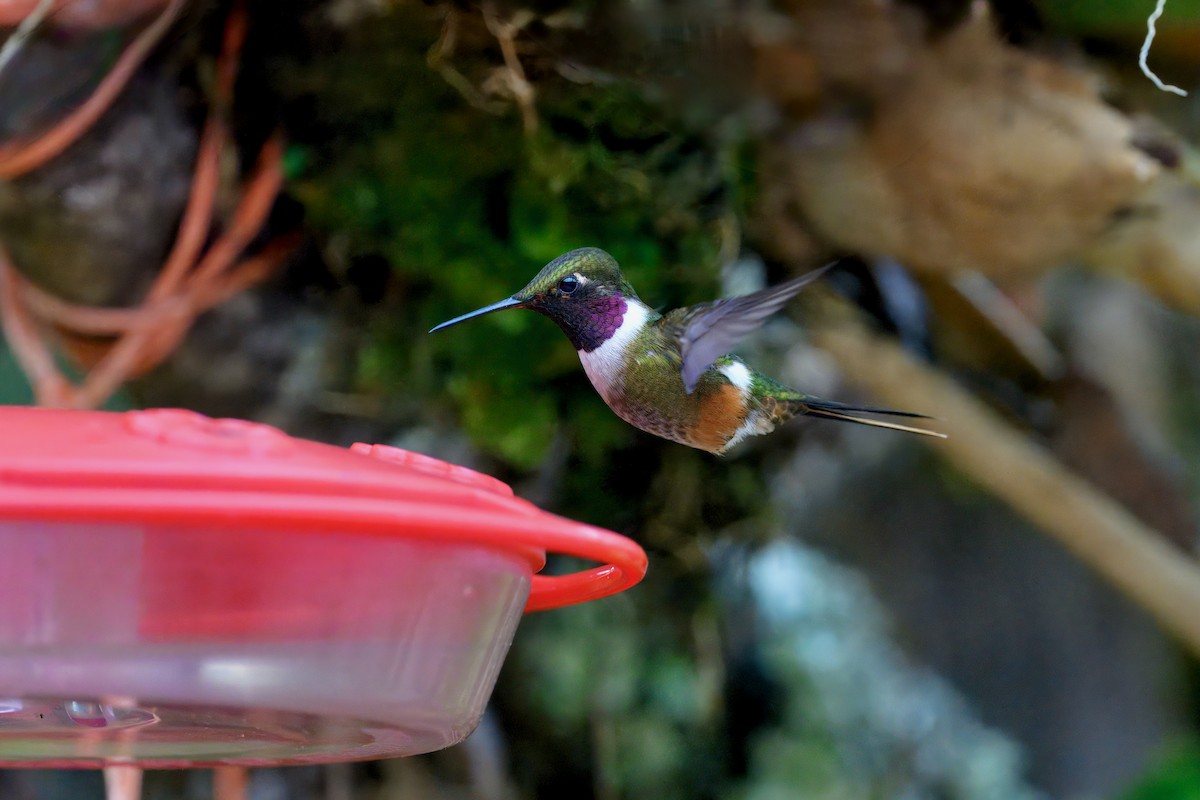 Magenta-throated Woodstar - ML646258848