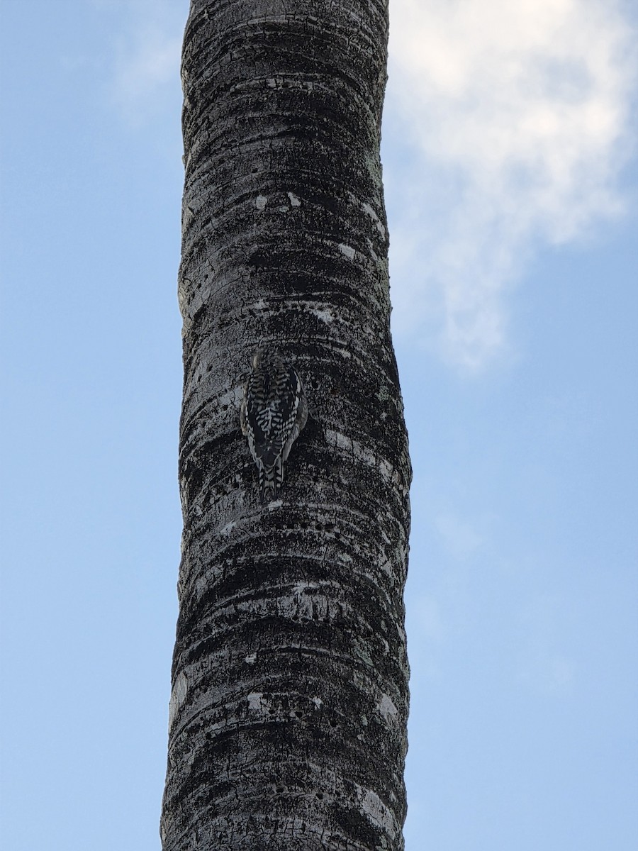 Yellow-bellied Sapsucker - ML646258849