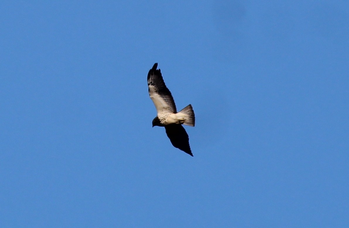 Präriebussard - ML646258858