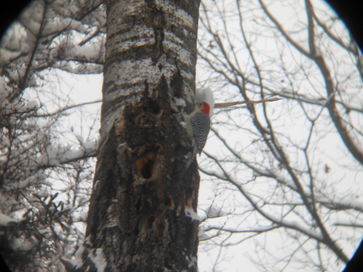 Red-bellied Woodpecker - ML646258859