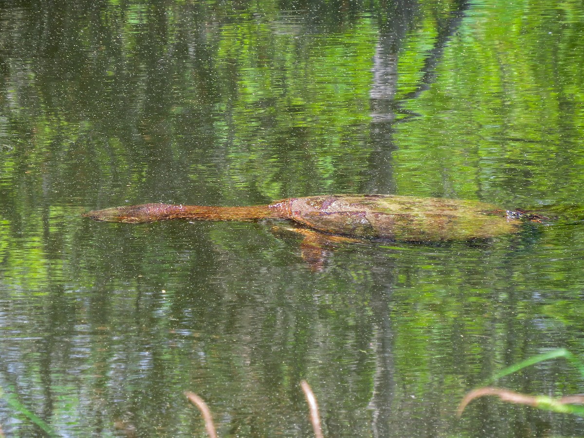 Common Snapping Turtle - ML646258861