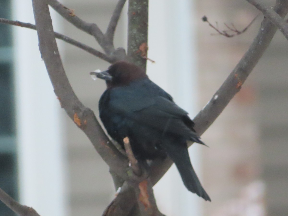 Braunkopf-Kuhstärling - ML646258862