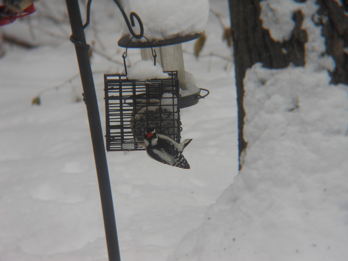 Downy Woodpecker - ML646258863