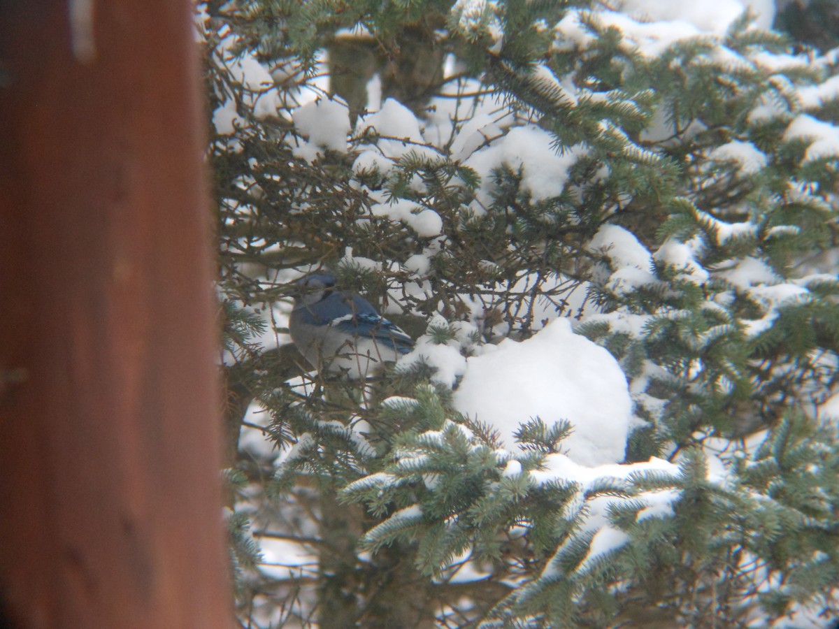 Blue Jay - ML646258866