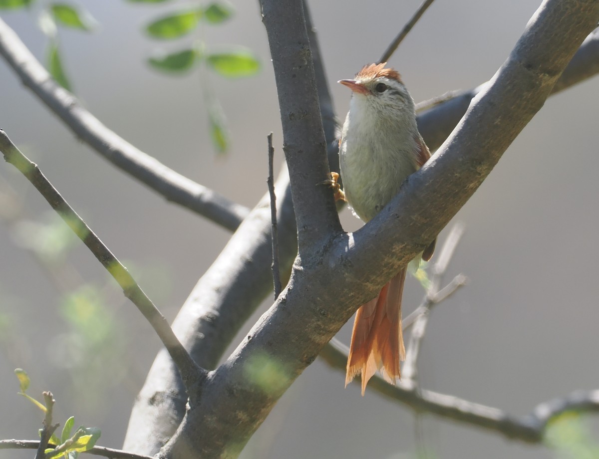 Bolivian Spinetail - ML646258867