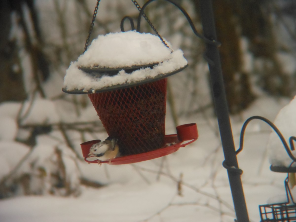 Black-capped Chickadee - ML646258870
