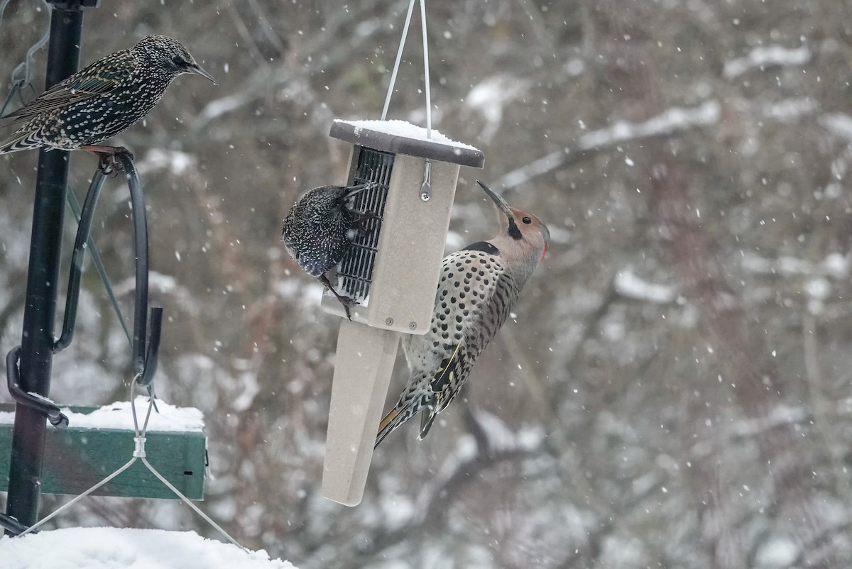 gullspett - ML646258871