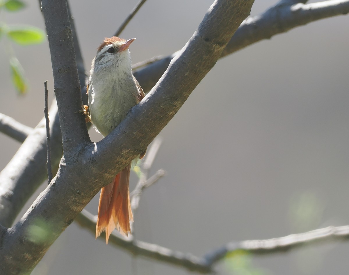 Bolivian Spinetail - ML646258878