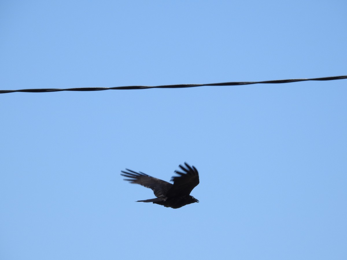 Torresian Crow - ML646258879