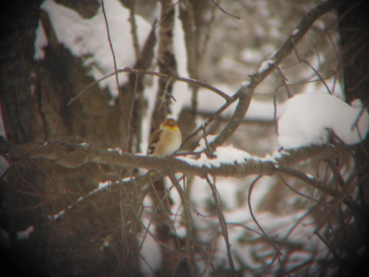 Чиж золотий - ML646258881