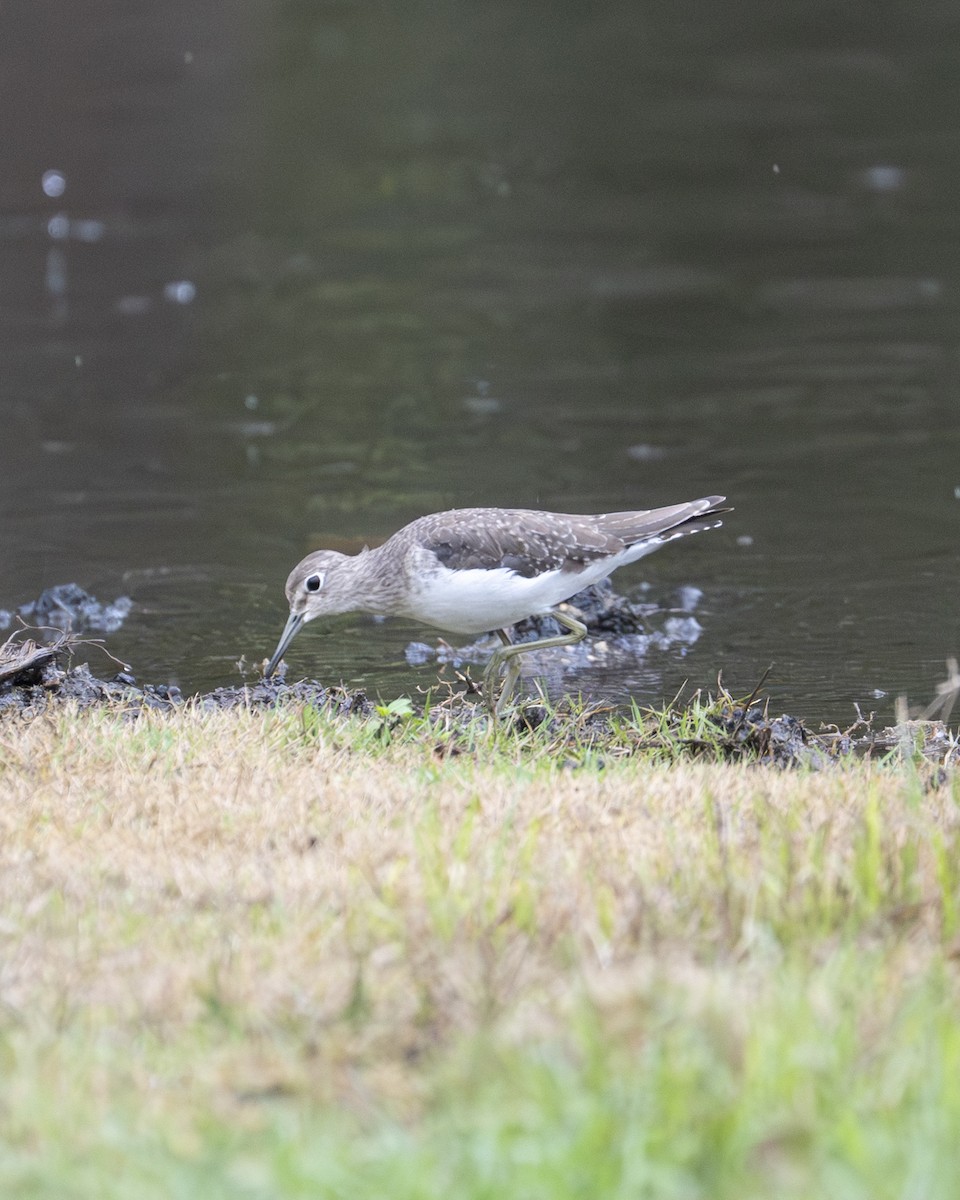Solitary Sandpiper - ML646258889