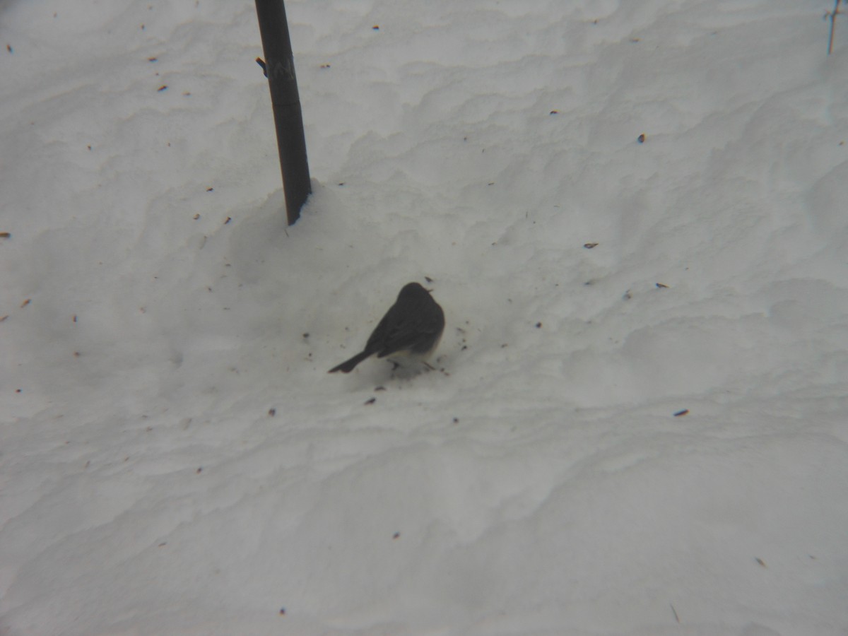 Dark-eyed Junco - ML646258894