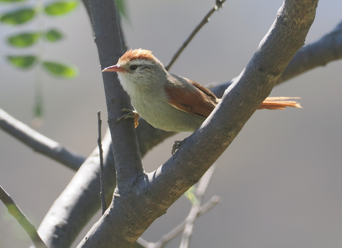 Bolivian Spinetail - ML646258895