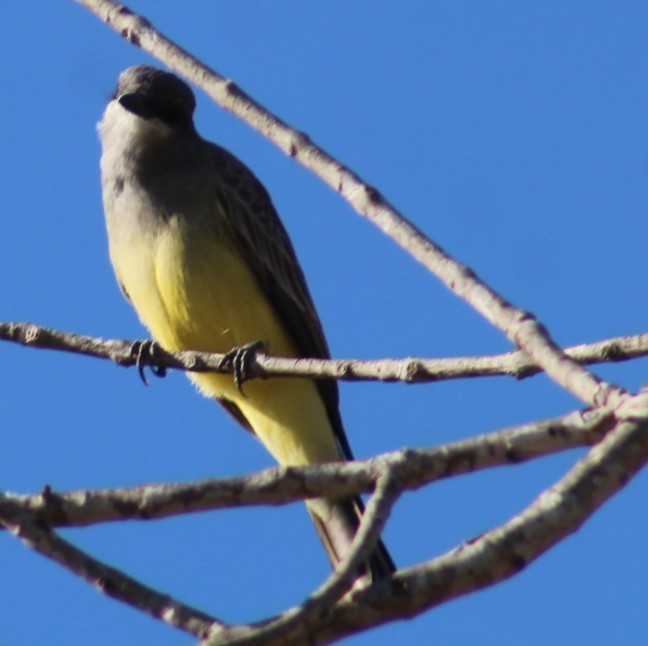 ハシボソタイランチョウ - ML646258900