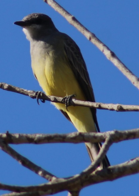 ハシボソタイランチョウ - ML646258901