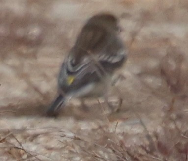 Yellow-rumped Warbler - ML646258902