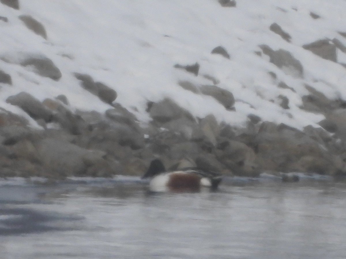 琵嘴鴨 - ML646258903