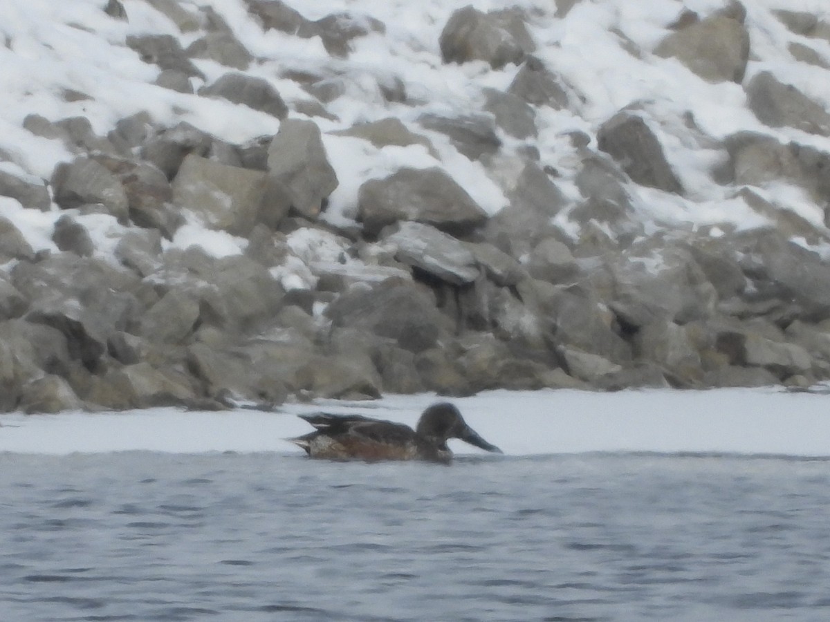 琵嘴鴨 - ML646258904