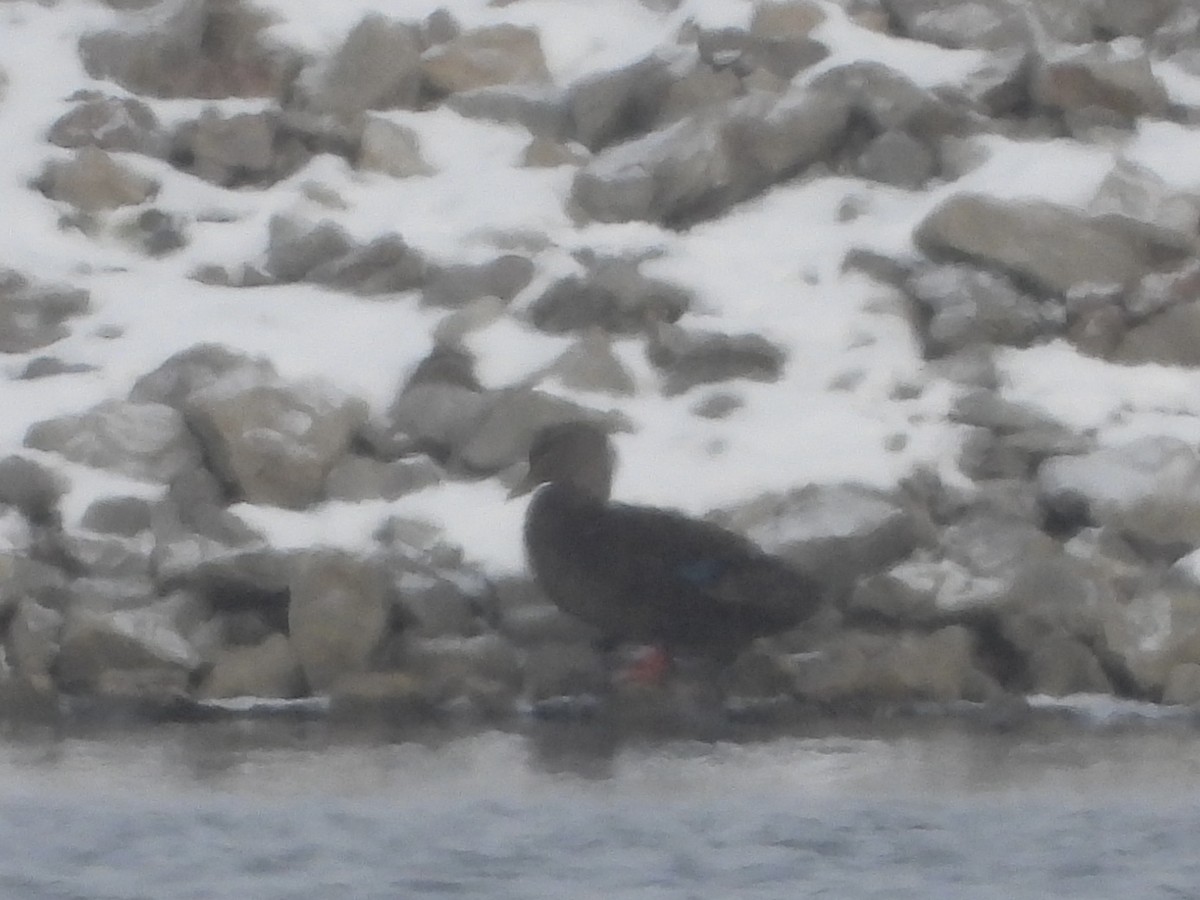 American Black Duck - ML646258911