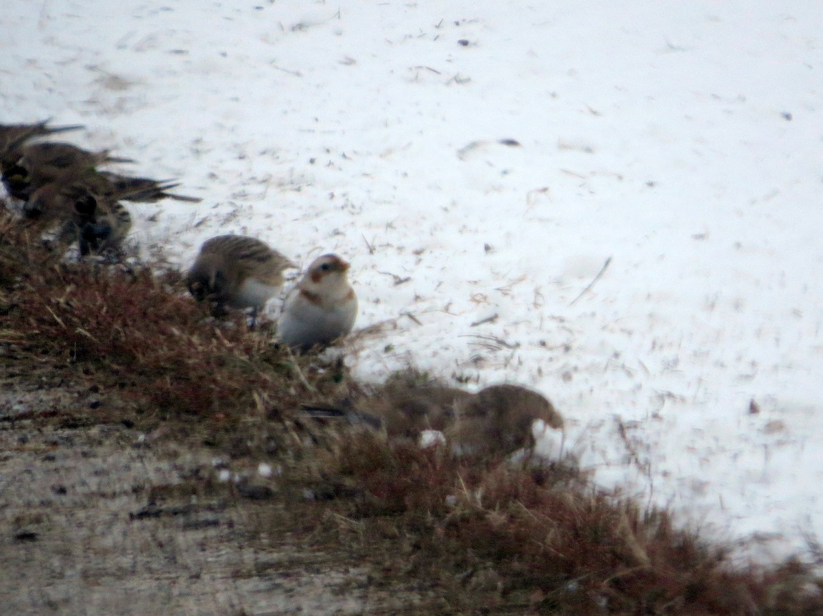 Snow Bunting - ML646258915
