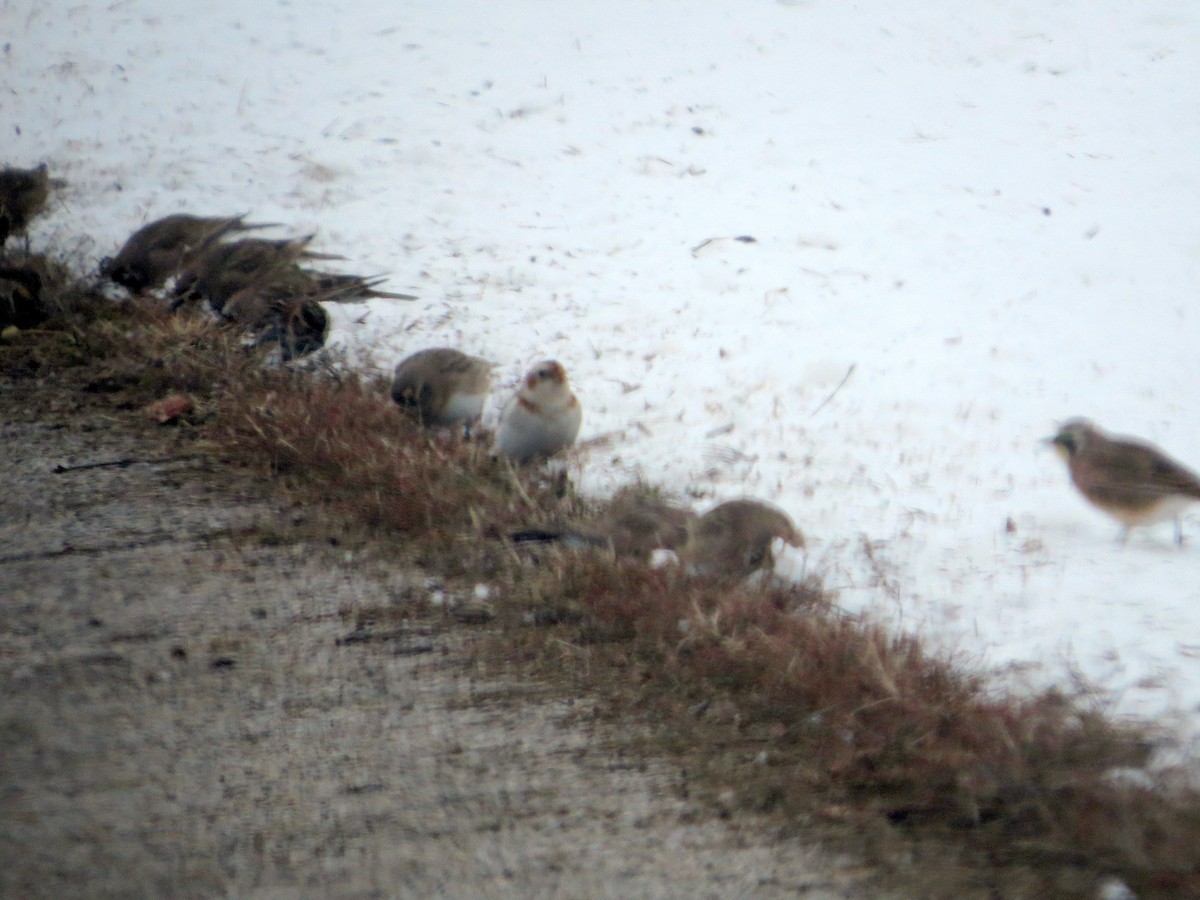 Snow Bunting - ML646258918