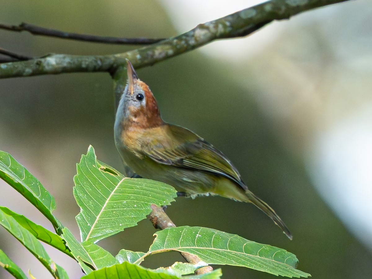 Rufous-naped Greenlet - ML646258925
