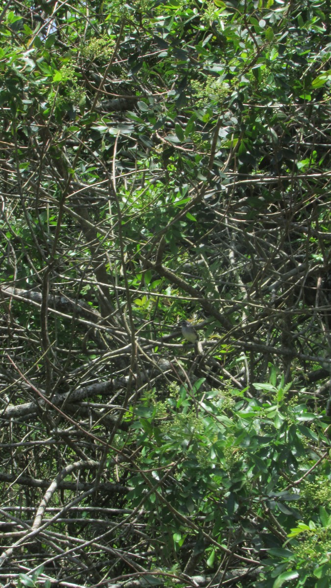 White-crested Tyrannulet - ML646258927